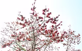 Ngắm hoa gạo nở rực góc trời